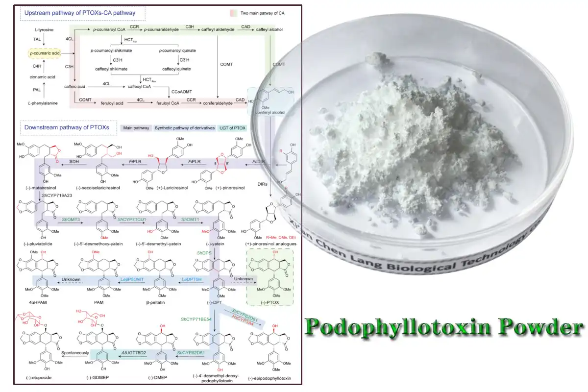 Podophyllotoxin Powder AAAAA.jpg